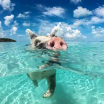 Ilha de Exuma