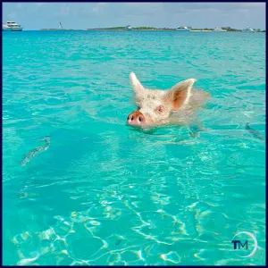 Relaxing days in The Exumas